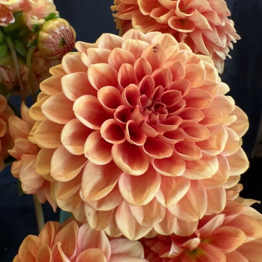 Dahlia Lee's Mandarin — GOLDENROD GARDENS